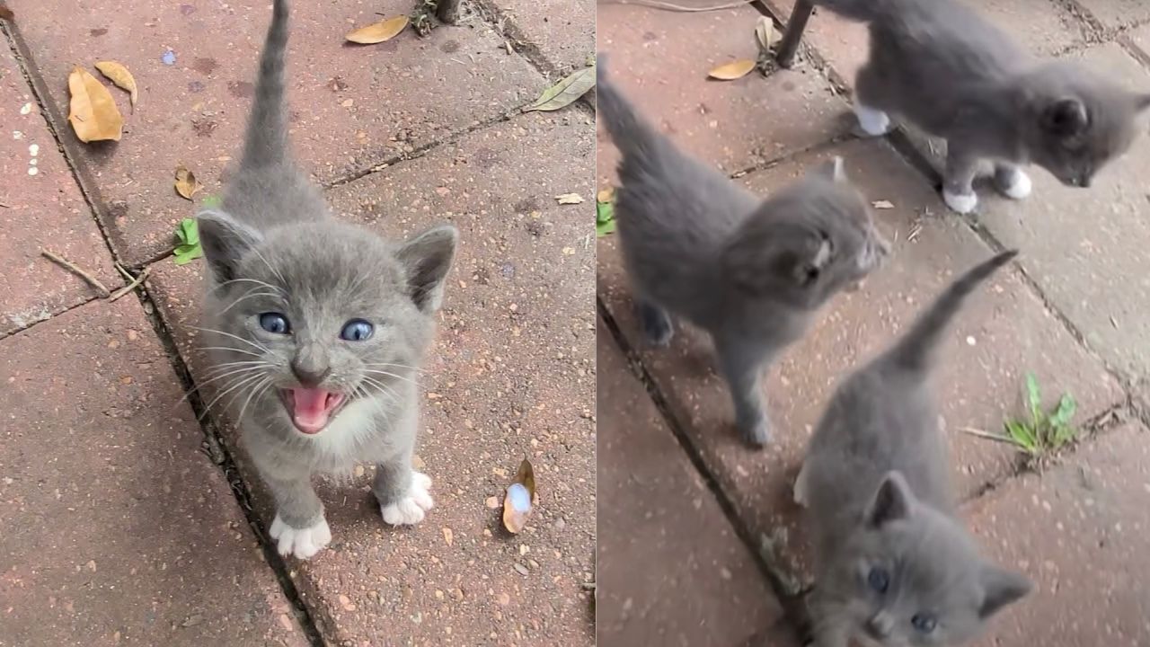 Gattini piccoli