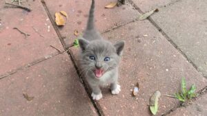 I gattini sono finiti per caso nel giardino e hanno iniziato a miagolare: non immaginavano che la loro vita sarebbe cambiata – Video