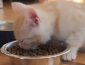Il gattino è così incantato dalla bontà del cibo che non fa altro che “cantare” quando mangia