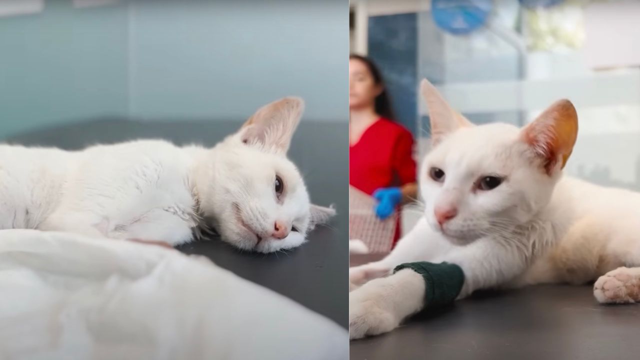 Gatto bianco in clinica