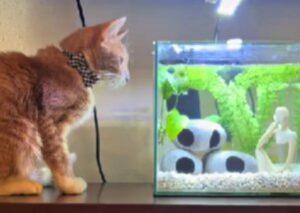 Il gatto stringe amicizia con il pesce e quando lui muore non riesce a trattenersi dal mostrare il suo dolore