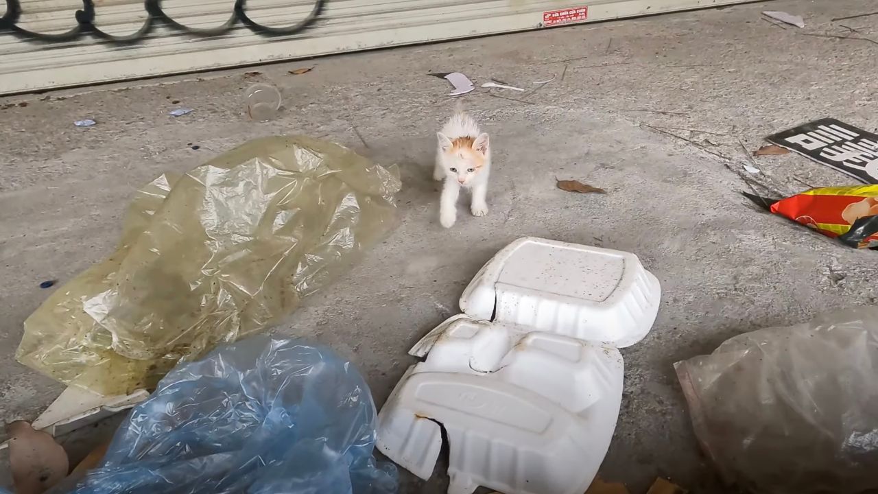 Piccolo gattino in un edificio abbandonato