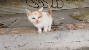Il piccolo gattino vagava in mezzo alla spazzatura, stanco e senza più fiducia nell’umanità – Video