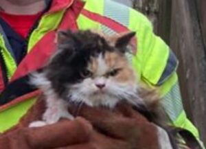 Il pompiere fa di tutto per salvare il gatto, ma dalla sua espressione quasi si direbbe che non ne è stato felice