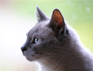 In questo posto del mondo istituiscono un giorno di lutto se muore il tuo gatto: rispetto per un dolore profondo