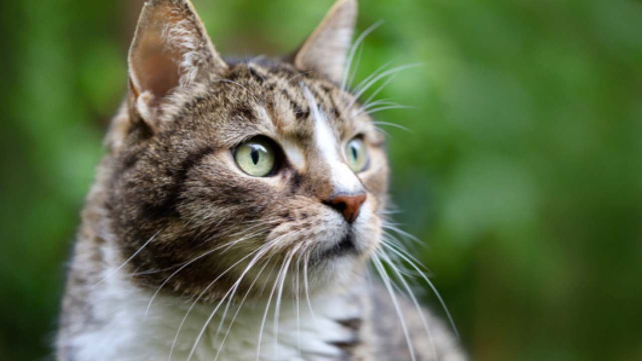 Gatto guarda avanti