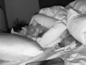 La padrona di questo gatto continua a chiedersi perché viene svegliata di notte: a rivelarglielo è la telecamera di sorveglianza