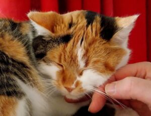 Lo dicono degli studi: i gatti domestici tenuti (bene) in casa hanno anche delle proprietà curative per noi umani