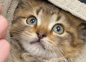 Lo hanno trovato con le zampette congelate all’interno di una roulotte, ma ora questo gattino è un micio felice e in salute