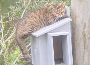 L’uomo ha installato una casetta per uccelli, di certo non si aspettava di trovare un gatto proprio lì 