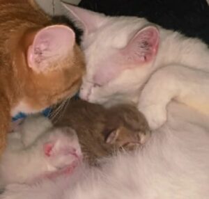 Mamma gatta aiuta l’altra gatta incinta durante il travaglio: un esempio d’amore senza limiti e confini