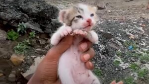 Mamma gatta è volata via dopo aver salvato il suo gattino da un branco di cani feroci, ora tutti confidano in lui – Video