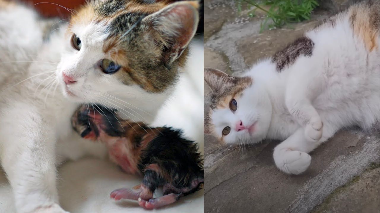 Mamma gatta partorisce i suoi piccoli