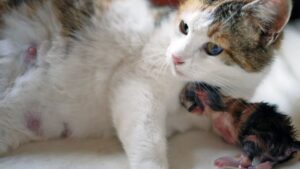 Mamma gatta era spaventata: aveva bisogno di dare alla luce i suoi gattini all’interno di una casa – Video