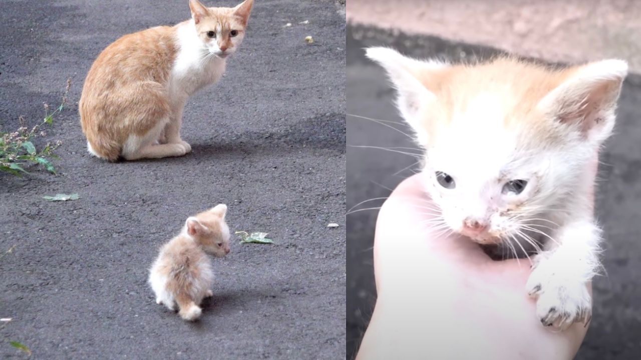 Gattino abbandonato dalla mamma