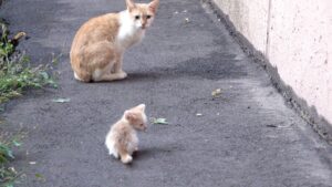 Mamma gatta lo ha abbandonato e il povero gattino non riusciva a smettere di piangere e chiamarla – Video