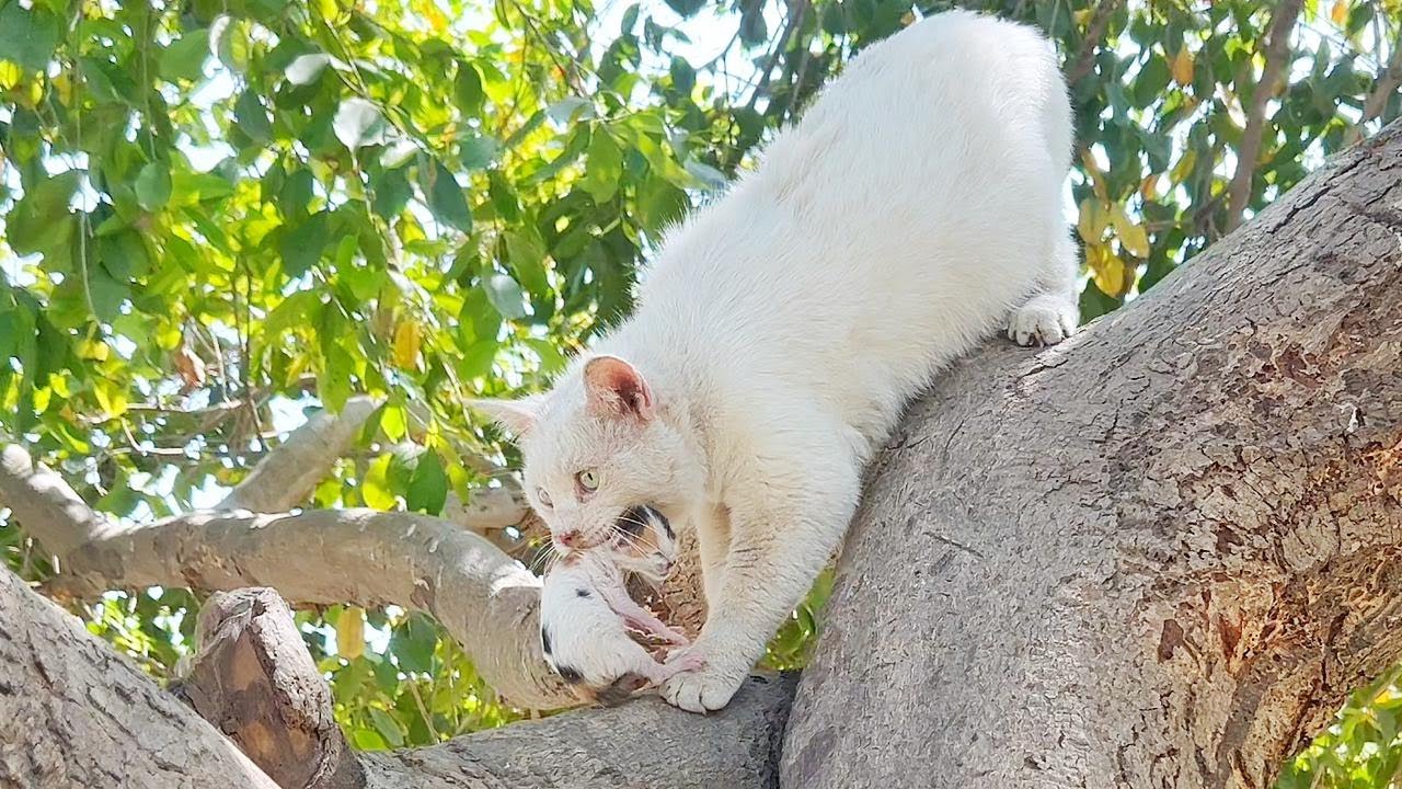 Mamma gatta tiene cucciolo in bocca sull'albero