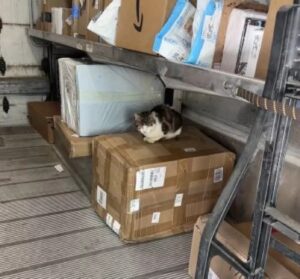 No, di sicuro il corriere non se lo aspettava: dopo aver sentito dei rumori ha scoperto un ospite felino inatteso