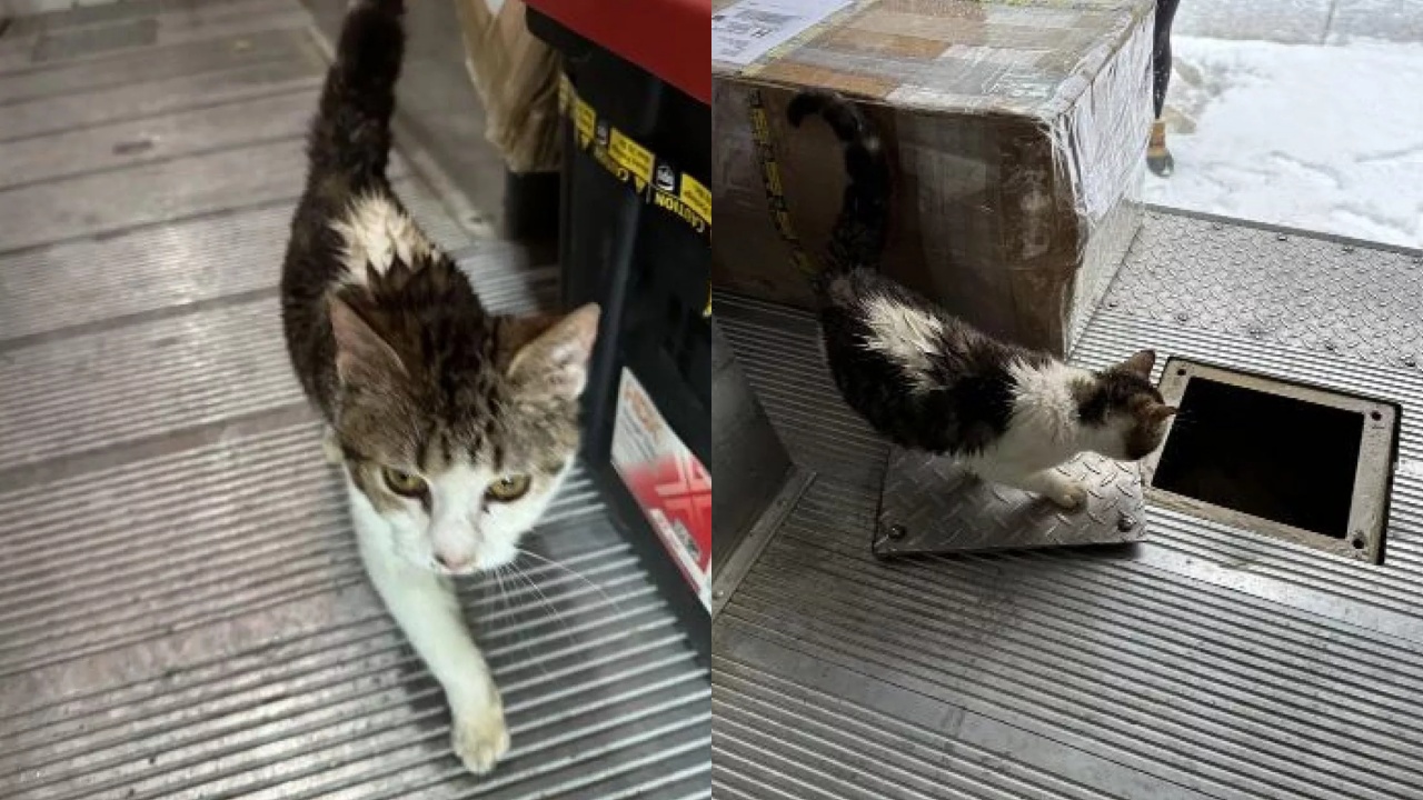 ospite felino sul furgone del corriere