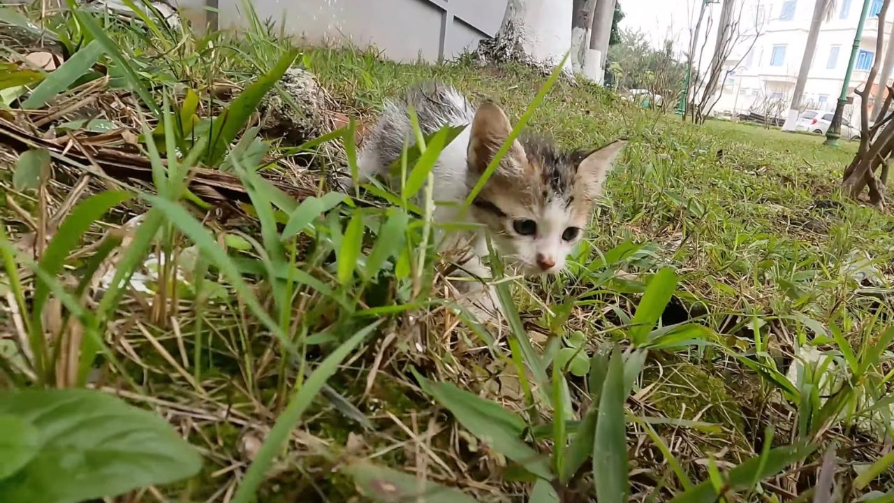 Gattino in mezzo all'erba
