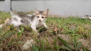 Non c’era più traccia di mamma gatta e questo gattino stava facendo di tutto per cercare di sopravvivere – Video