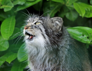 Non è solo tranquillo: se il tuo gatto ha smesso di miagolare forse devi farti delle domande