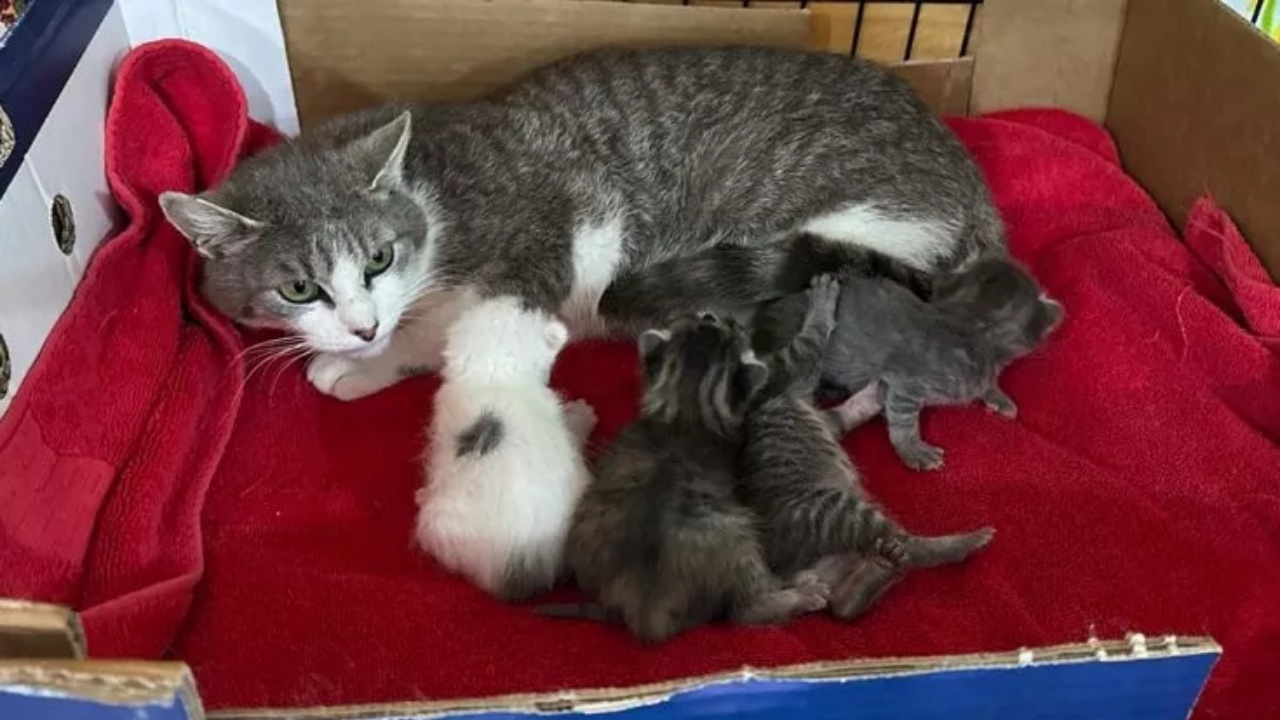 mamma gatta e gattini nel bagagliaio