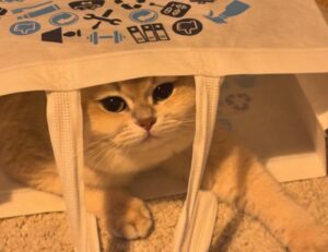 Non solo scatole: queste 5 foto vi ricordano quanto i gatti siano affascinati anche da buste, sacchi e sacchetti