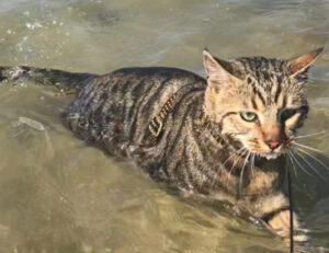 Non tutti i mici odiano l’acqua: queste 5 foto di gatti che nuotano e si godono il momento ve lo dimostrano