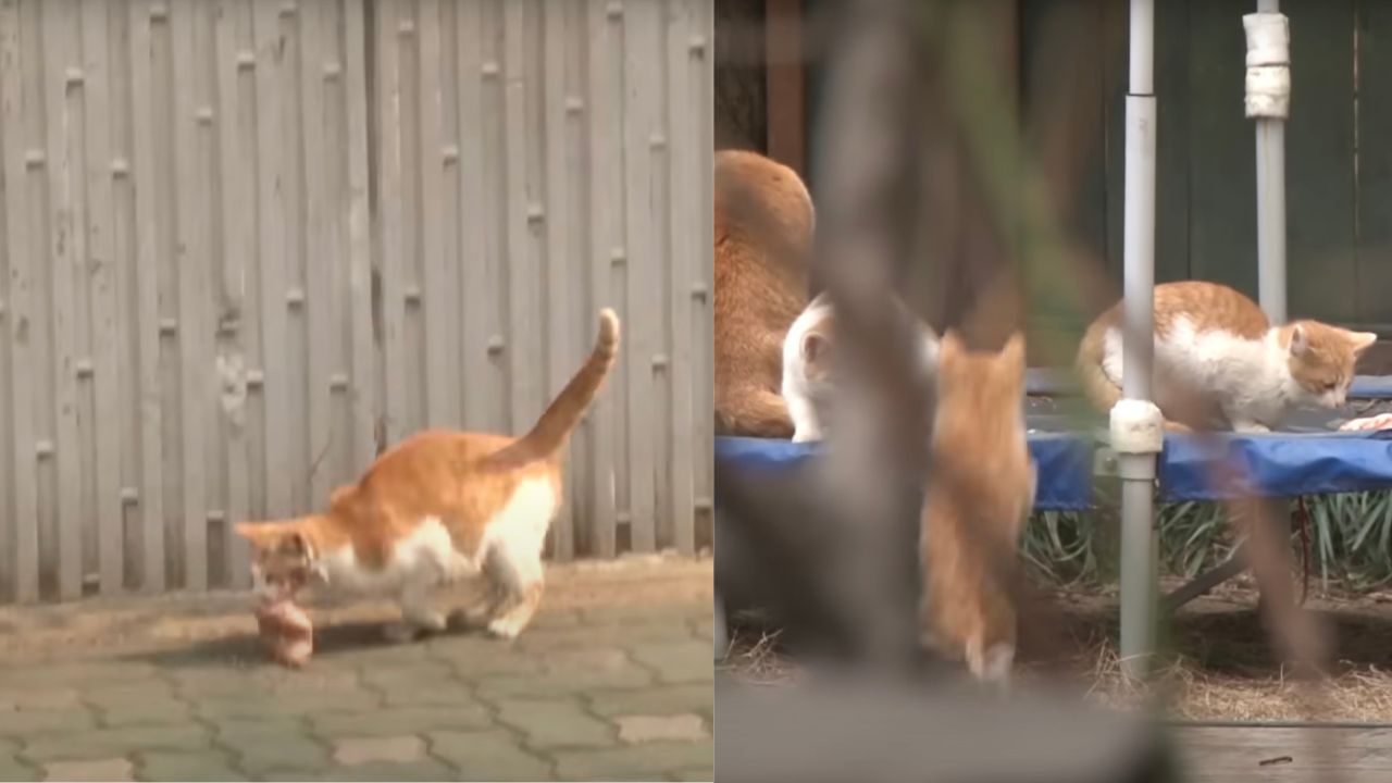 Mamma gatta pensa al bene dei suoi cuccioli