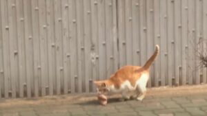 Nonostante mamma gatta sia stanca e ferita, non smette mai di procurarsi del cibo per i suoi amati gattini – Video