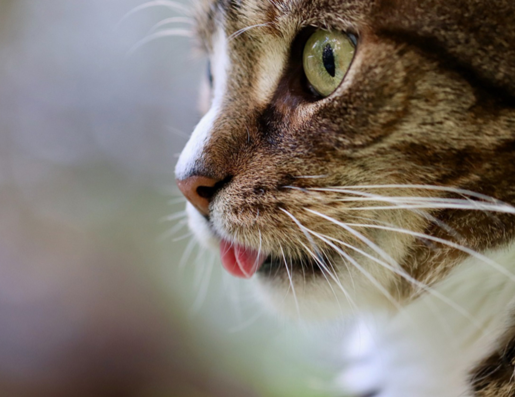 Gatto tira fuori la lingua