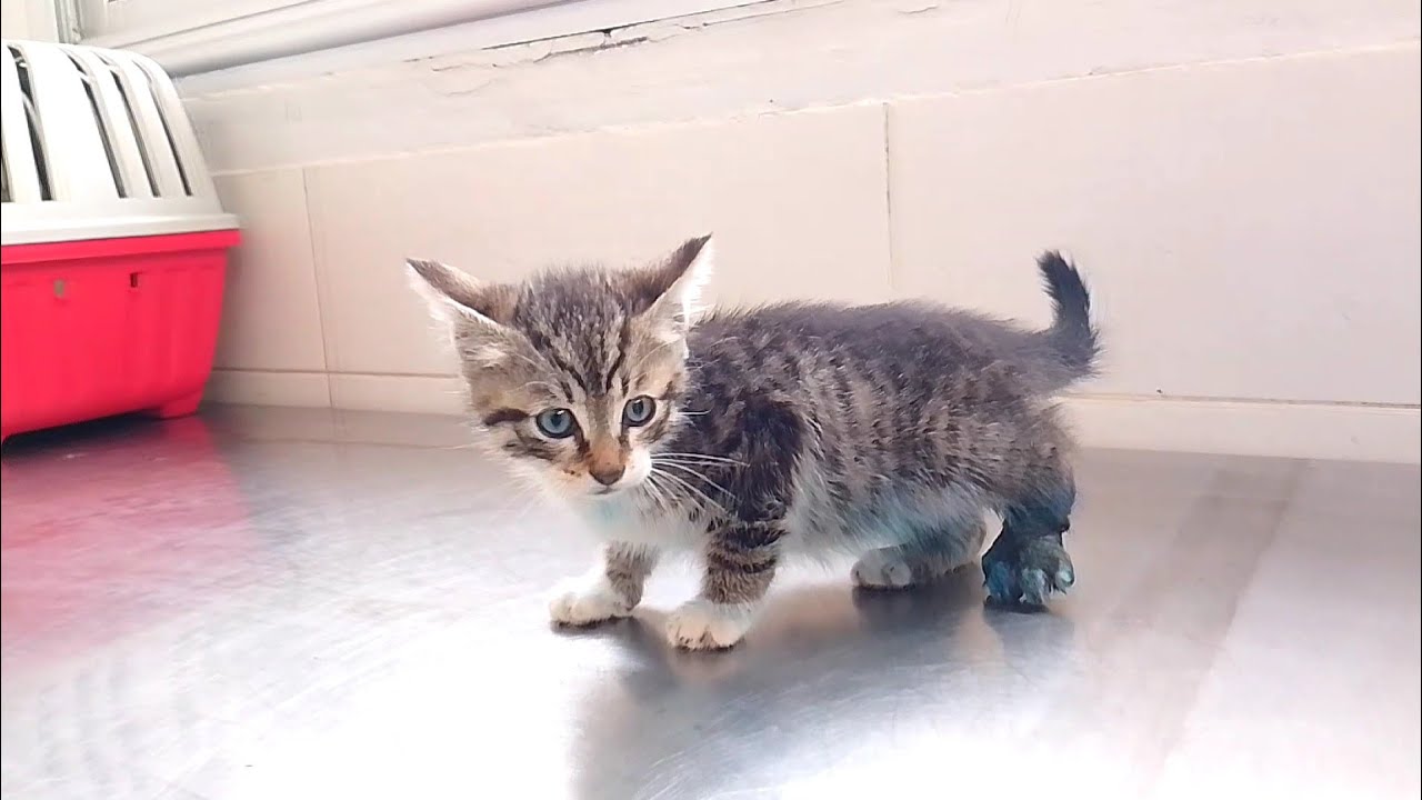 Gattino in una clinica veterinaria