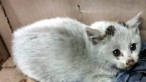 Quello che hanno fatto a questo gattino è terribile: ha perso crudelmente le sue zampine ed è stato gettato via – Video