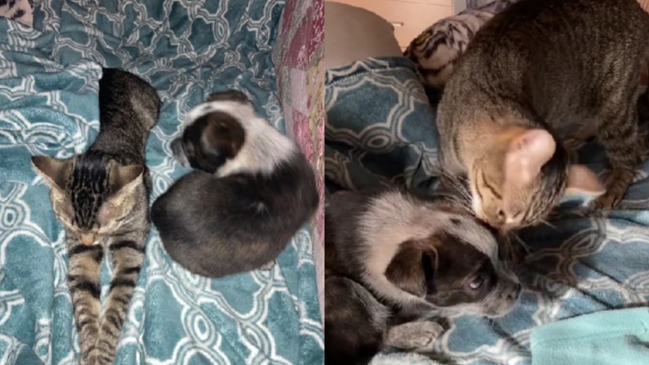 gatta diventa mamma adottiva di un cane