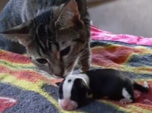 Questa gatta è diventata la mamma adottiva migliore per un piccolo cucciolo di cane in difficoltà