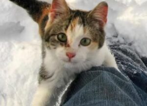 Questa mamma gatta era stata lasciata da sola e incinta nella neve: poi tutto è cambiato