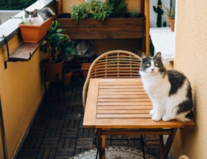 Queste foto ti spiegano perché i gatti amano tanto stare in balcone (anche se è meglio fare attenzione)