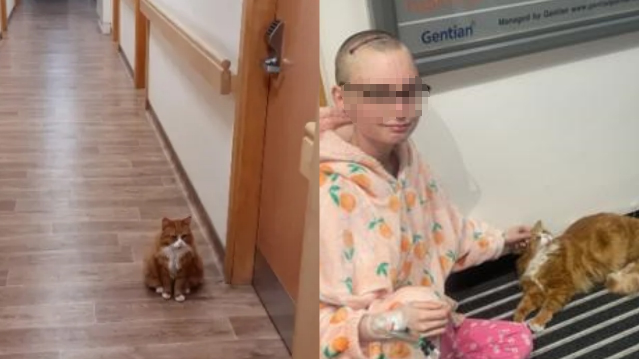 gatto infermiere aiuta ragazza con cancro