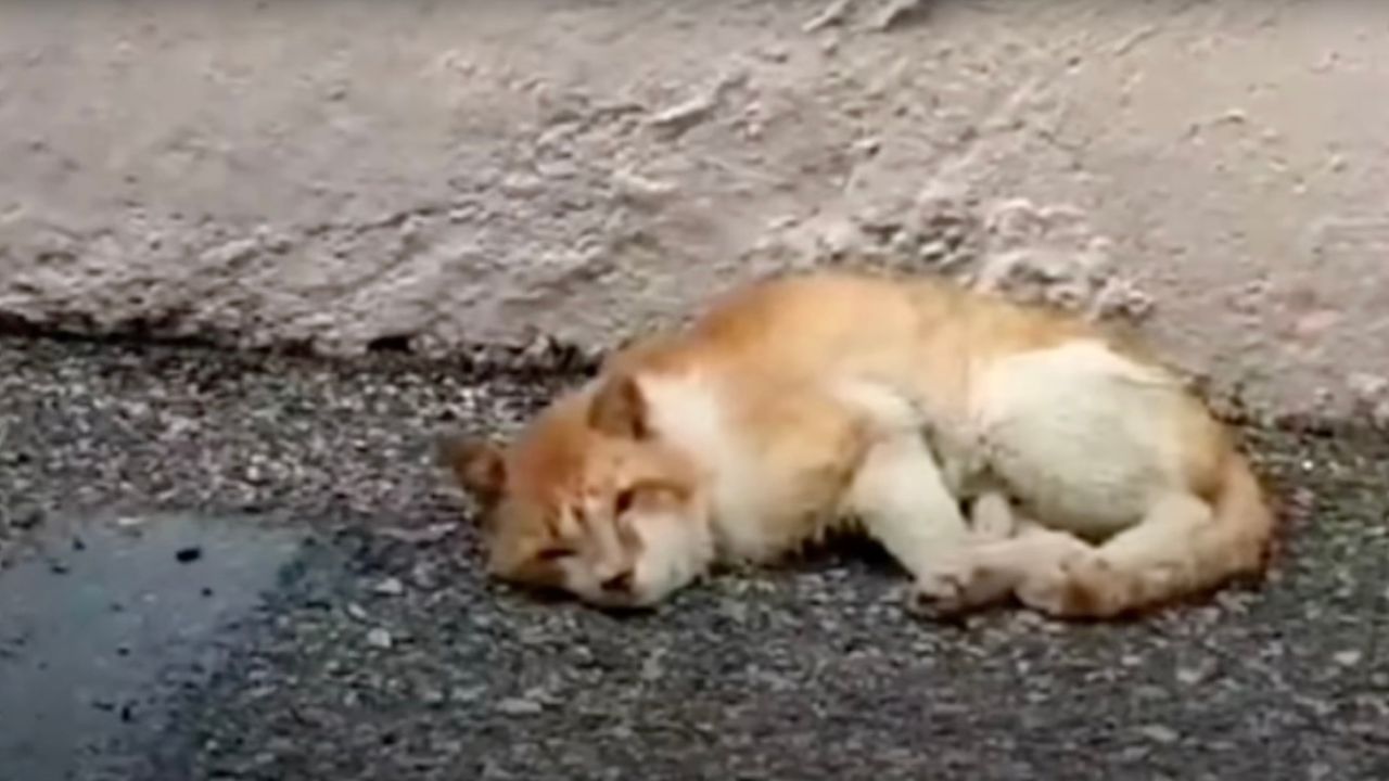 Gatto sul ciglio della strada