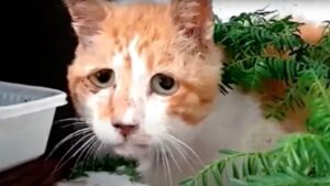 Questo gatto era talmente disperato e affamato che ha deciso di mangiare la sabbia pur di riempire il suo stomaco – Video