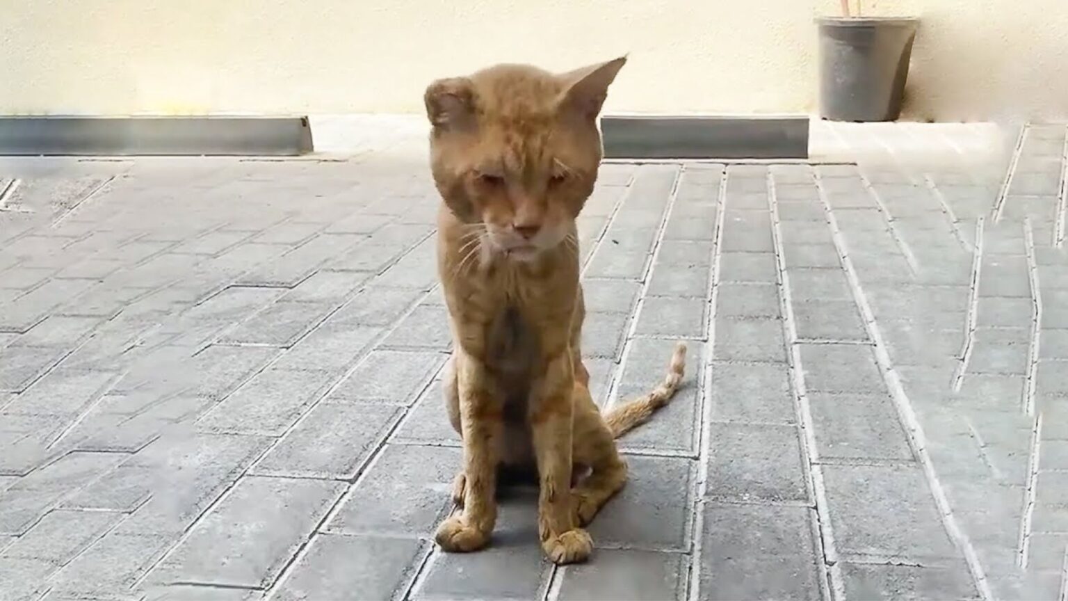 Тощий кот
