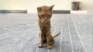 Questo gatto magrissimo non si è arreso: ha seguito un uomo per oltre un chilometro, cercando la sua attenzione – Video