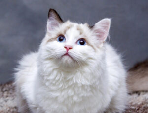 Se ti sei mai chiesto come i gatti vivono le mostre feline di bellezza, eccoci: adesso hai la risposta