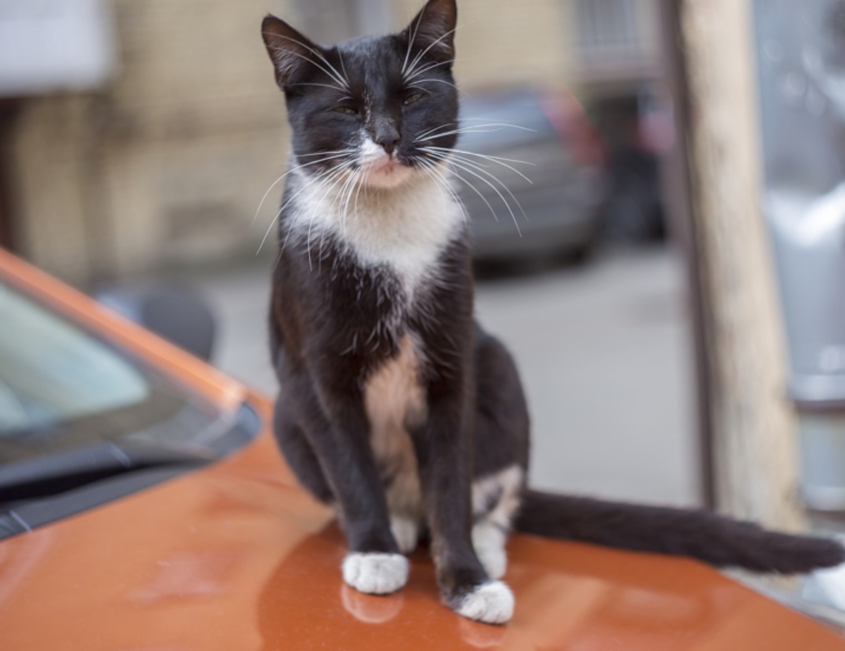 Gatto punta l’obiettivo