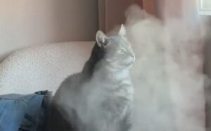 Puro talento! Questo gatto ha deciso di trasformare un preciso elettrodomestico nella sua Spa personale (VIDEO)