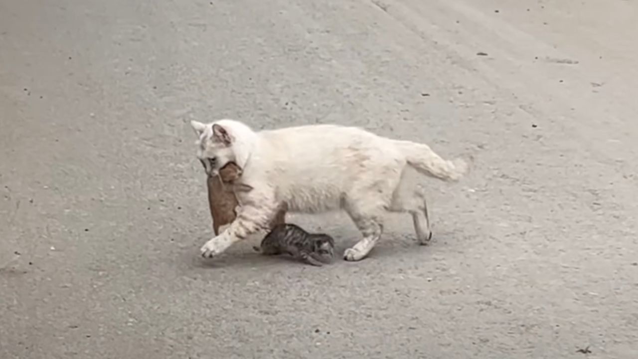 Mamma gatta tiene in bocca due cuccioli