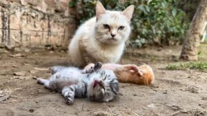 Stanca e disperata, mamma gatta ha portato con sé i suoi gattini e sperando che qualcuno potesse aiutarli – Video