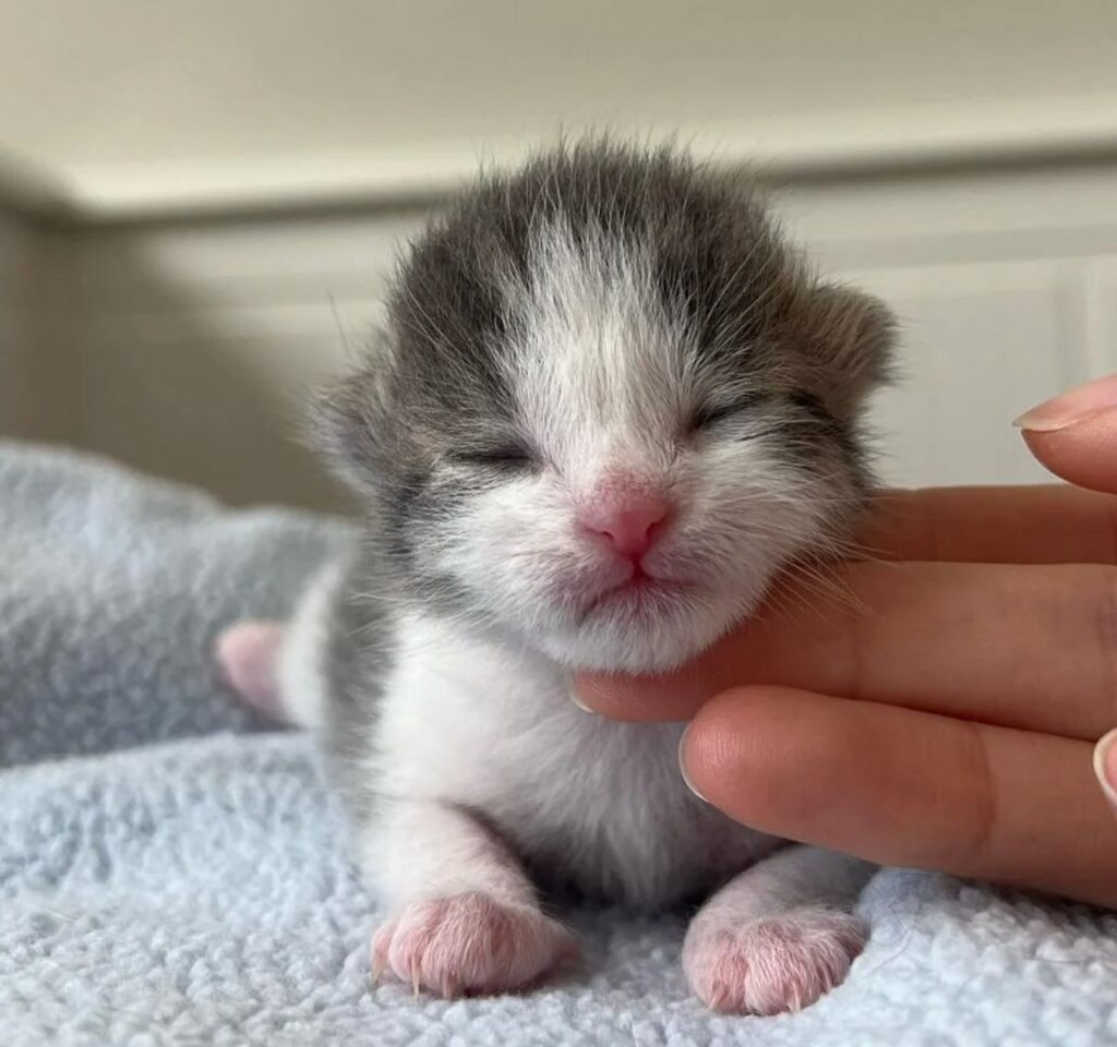 cucciolo di gatto