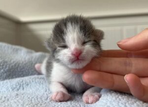 Una persona gentile protegge il gatto dal vento e dalla pioggia: la mattina dopo si sveglia e trova qualcosa di magico